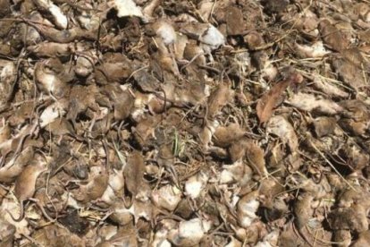 Según el Municipio de Guayaquil, la ola de calor influyó en la propagación de las plagas.