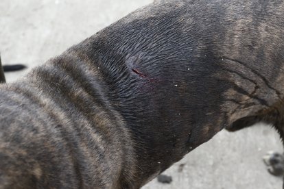 La herida estaba en la parte alta del can.