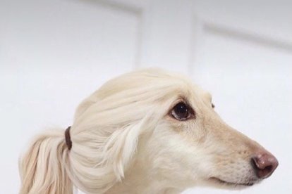 Muchas de estas mascotas tienen redes sociales, en las que lucen sus peinados y joyas.