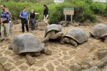 Una visita a las tortugas de gigantes es algo inolvidable para los turistas.