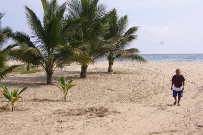 Moradores de San Antonio han sembrado palmeras en su playa.