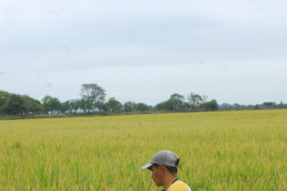 Las principales provincias productoras de arroz son Guayas y Los Ríos.