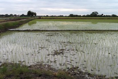 Parcela de arroz sin nivelar su suelo.