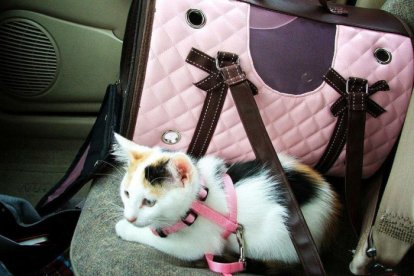 La gente tiende a humanizar o a considerar a sus mascotas como hijos.