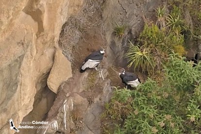 Una pareja de aves permanecen en su nido.