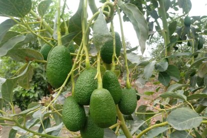Las zonas donde se los cultivan son las más distantes del mar. La salinidad complica el desarrollo de la planta.