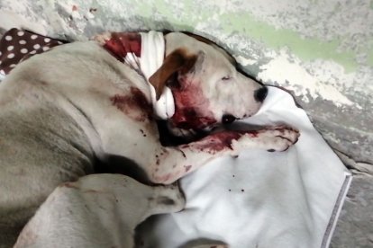 Princesa perdió mucha sangre. Si la herida hubiera sido más profunda no habría sobrevivido.