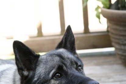 Es un animal que le gusta mucho la actividad física.