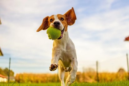 El ejercicio evita el sobrepeso y protege los huesos.