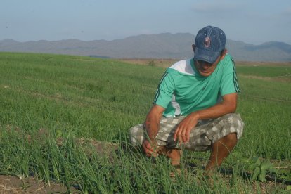 José Domínguez ha hecho sus cultivos de cebolla con tendidos de riego.