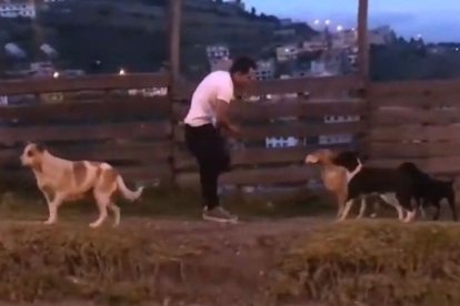 Alimentar a los perritos de la calle es otra de sus actividades.
