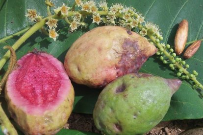 El almendro es sabroso desde la pulpa hasta la semilla. Pero pocos conocen su valor nutricional.