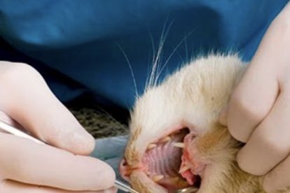 La profilaxis debe hacerlo un profesional