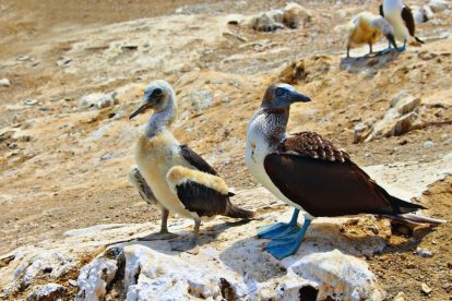 Los piqueros de patas azuladas se multiplican en este refugio.