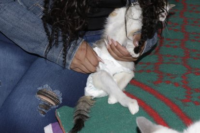 Fe debe utilizar pañal porque su cadera quedó inmovilizada luego de un atropellamiento.