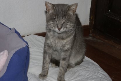 Ángel se quedó sin ojos luego de que le clavaran tachuelas. Lo encontraron sangrando.