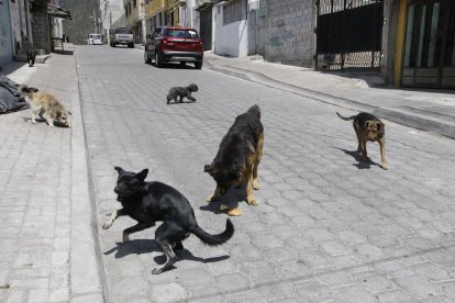 Andan por la calle, se pelean, muerden, y nadie responde por ellos.