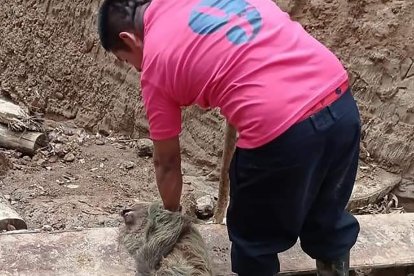 Momentos en que el sujeto le da de garrotazos al indefenso animal.