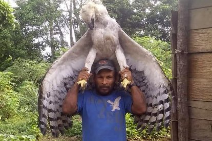 Este sujeto habría matado un águila harpía para venderla en el mercado negro.