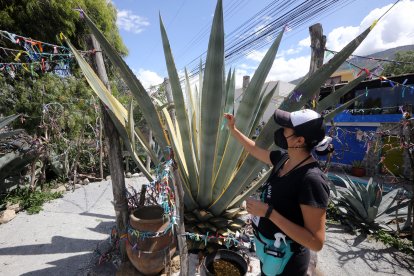 La penca crece en zonas áridas.