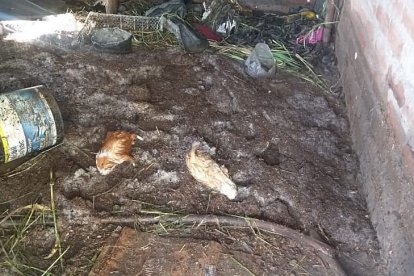Cuyes y gallinas también fueron arrasados.