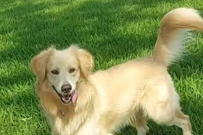 Max no solo es la mascota de María Auxiliadora, es parte de su familia