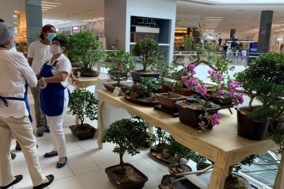 Nora de Chang y Catalina de García, durante una reciente exposición de bonsais en un centro comercial de Guayaquil