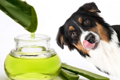 El aloe vera ayuda a proteger las patitas de su mascota.