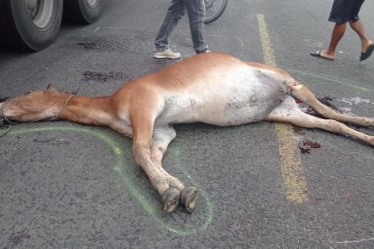 El caballo que estaba bloqueando una parte de la carretera, y que hizo que uno de los conductores por evitar aplastarlo, chocara con otro carro.