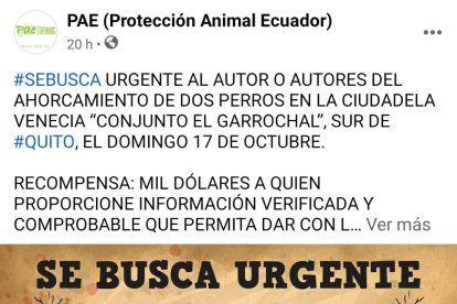 Algunas organizaciones sin fines de lucro emitieron un anuncio ofreciendo recompensa para quien dé información de los culpables.