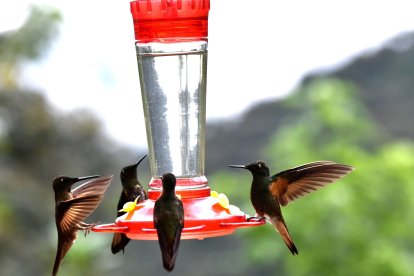 Solo en el mirador Los Armadillos se pueden ver 25 especies de colibríes.