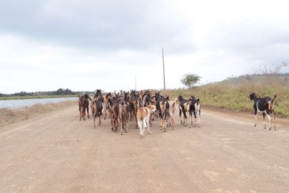 El paseo de las cabras inicia a las ocho de la mañana y regresan al corral a las cinco de la tarde