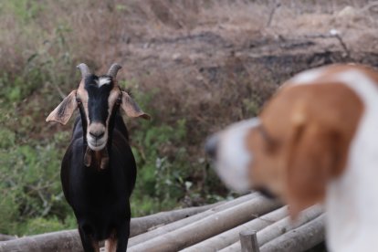 Para indicarles el camino u ordenarlas, el perro les ladra o muerde ligeramente las patas de las cabras