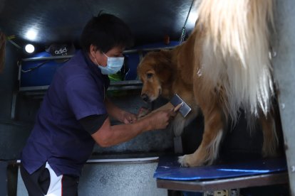A Martina, de raza pequinés, le cortaron las uñas y el pelaje.