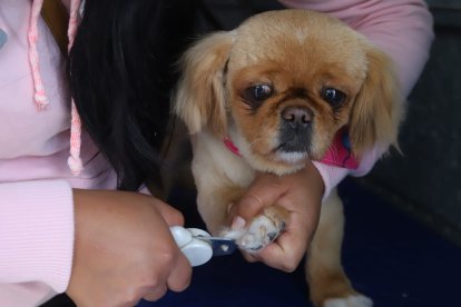 A Martina, de raza pequinés, le cortaron las uñas y el pelaje.