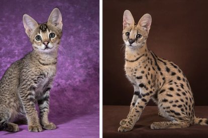 Dos tipos de felinos: la servalina (IZQ) y el serval (DER)