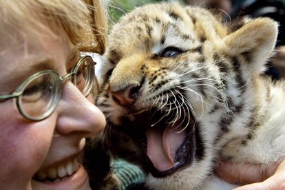El pequeño tigre siberiano Darius gruñe en los brazos de su cuidadora Andrea Berkling en Berlín, Alemania.