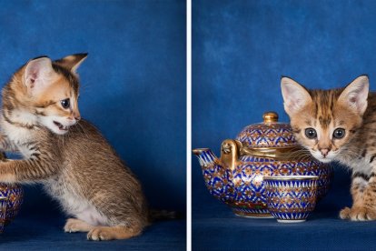 Gatito de la sabana, tetera y taza de té