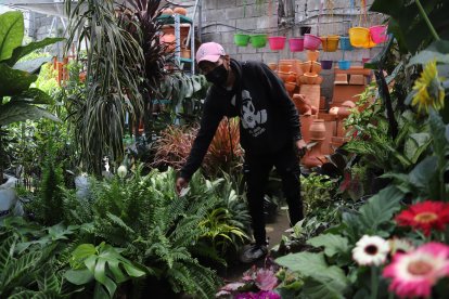 Cientos de plantas se pueden encontrar en los viveros que hay en la parroquia.