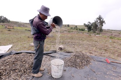 Rafael Lema ha labrado la tierra para sembrar chocho durante toda su vida.