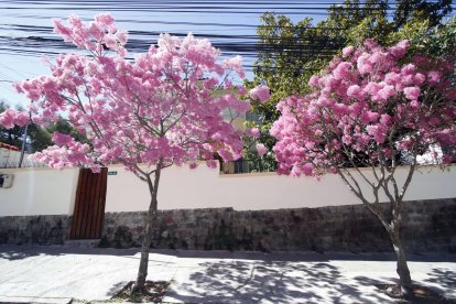 Los árboles florecen durante la época de veranos, entre junio y septiembre.