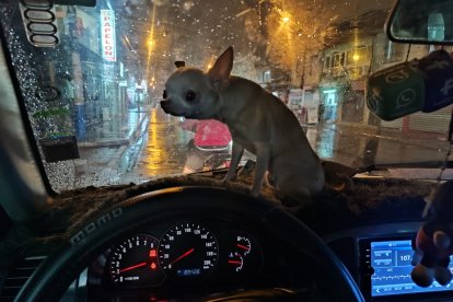 Nity paseando con sus reales dueños, en la lluviosa Guayaquil.