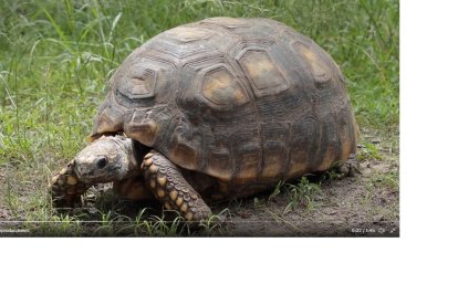 Algunas tortugas sufren lesiones en sus carapazones durante su cautivero.