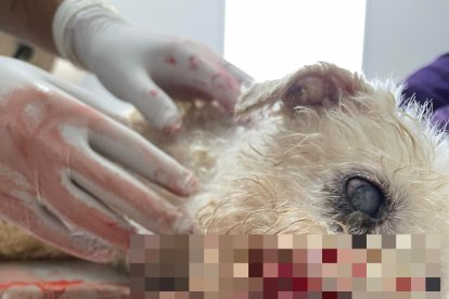 El perrito se recupera en una clínica veterinaria.