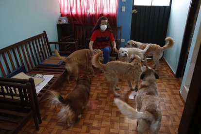 La mujer mantiene a sus siete ‘hijos de cuatro patas’. Los adora y los saca a pasear en grupos.