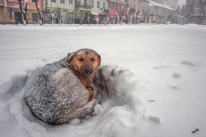 El perro con el que jugaba le salvó la vida.