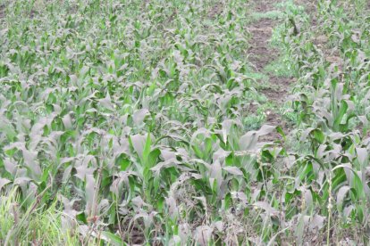 Sembríos de maiz y de todo tipo de alimentos corren el riesgo se perderse por la lluvia de ceniza.