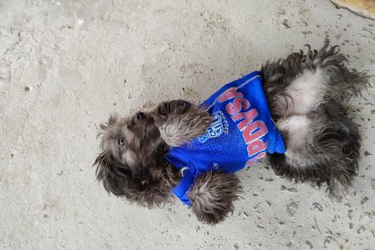 Hasta el perrito familiar es emelecista.