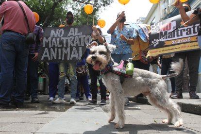 Varios de los manifestantes incluso llegaron con sus mascotas.