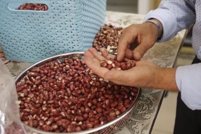 Luis y su familia seleccionan el maní. Luego lo tuestan.